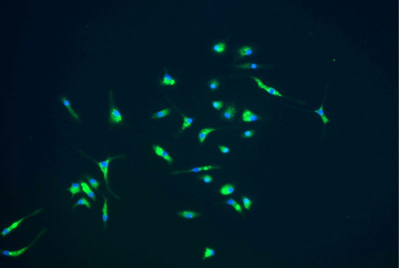 cells stained green and blue