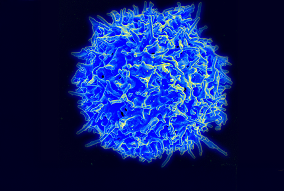 illustration of a T cell colored blue