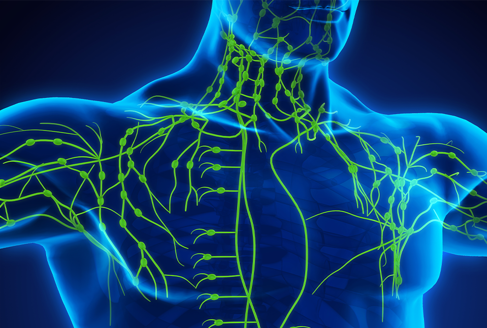 lymphatic vessels