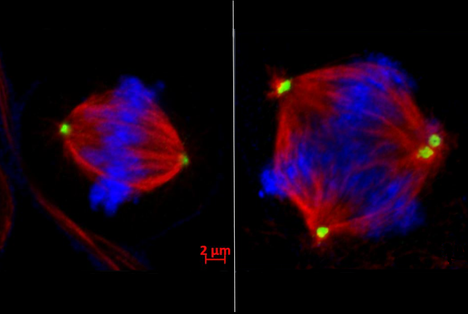 normal and faulty cell divsion