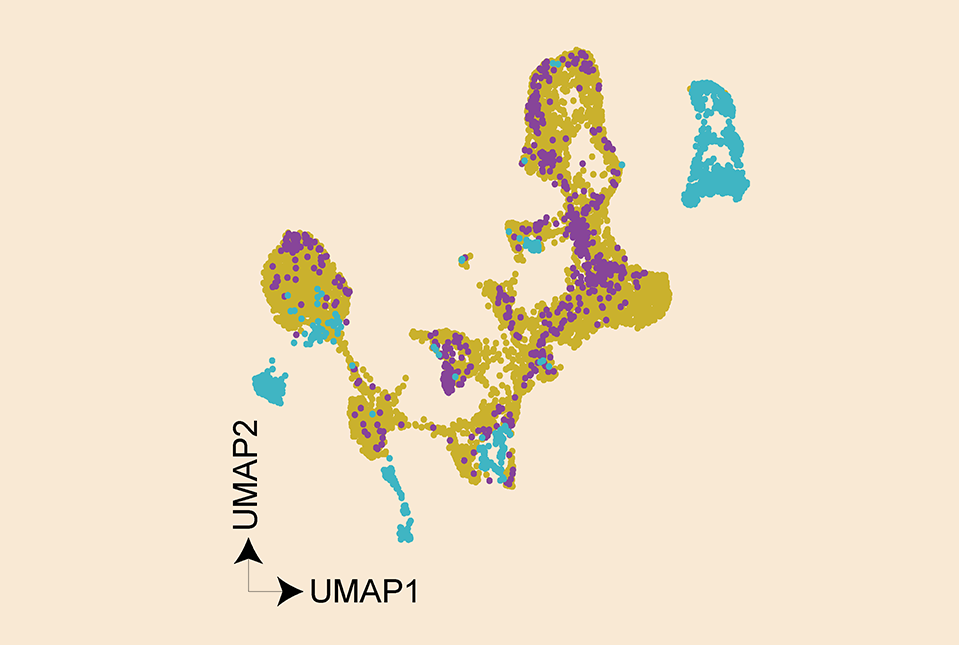 UMAP with different colored dots