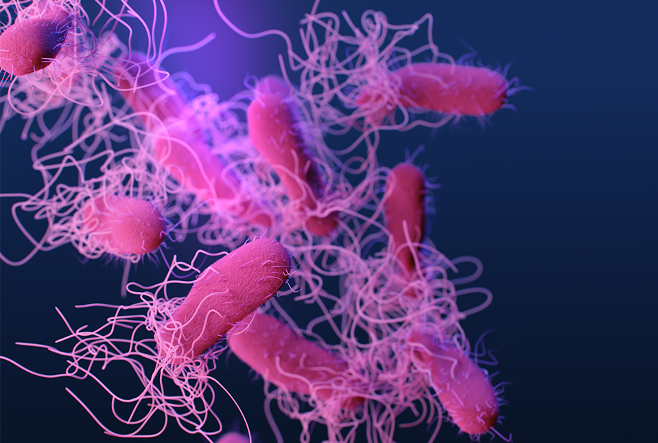 illustration of Salmonella bacteria colored pink