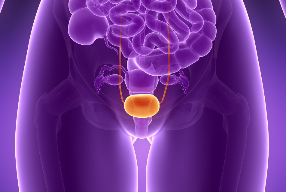 bladder