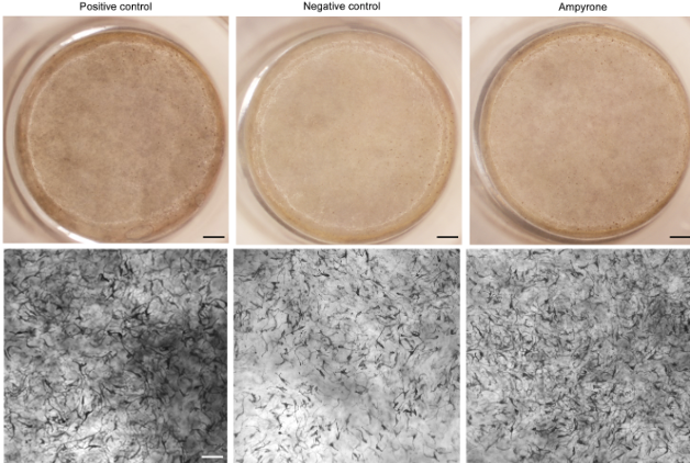 three petri dishes with skin cells above microscopic images of the cells