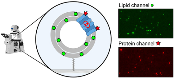 illustration of microscope zooming into a schematic of a vesicle with lipids and proteins labeled. Red and green fluorescent images visualize the proteins and lipids.