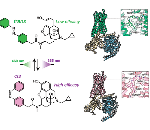 ribbon diagram and chemical structures