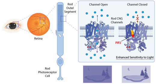 cartoon showing eye, then rod, then structure of rod channel