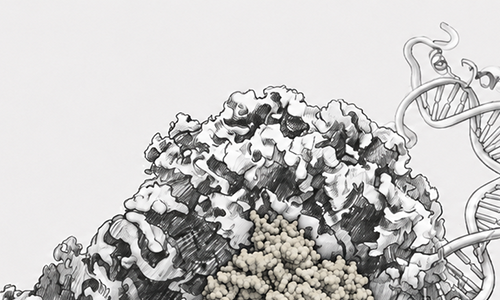 illustration of DNA wrapped around a protein complex