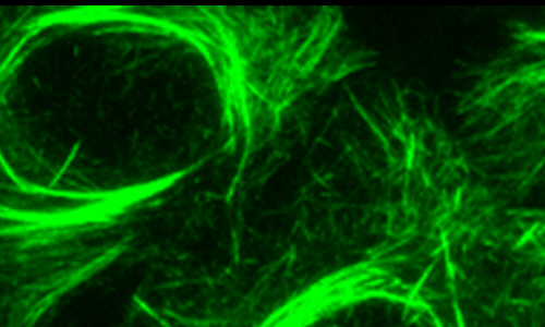 taxanes targeting microtubules