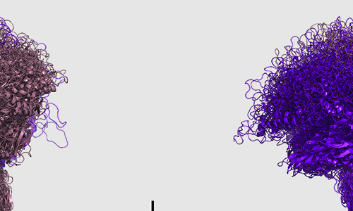two structural images