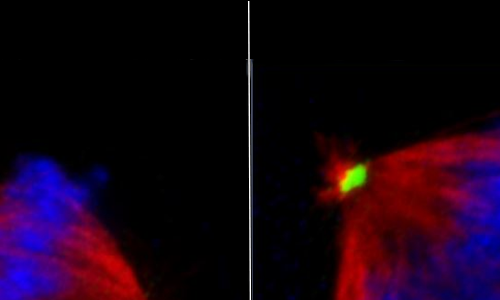 normal and faulty cell divsion