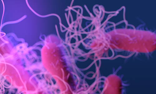 illustration of Salmonella bacteria colored pink
