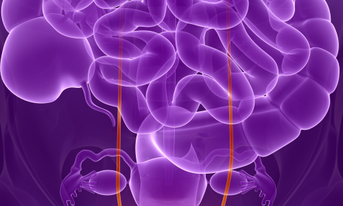 bladder