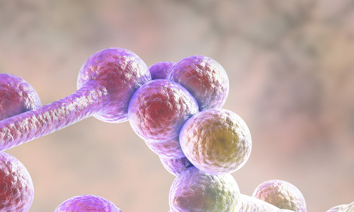3D illustration of fungi Candida albicans