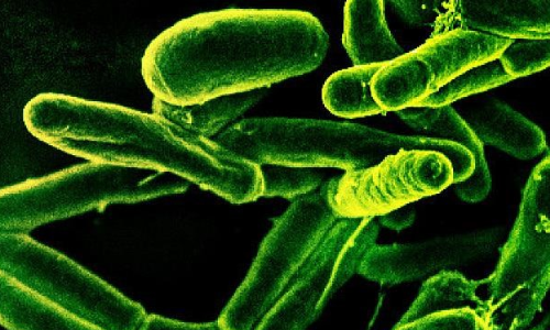 tuberculosis bacteria 
