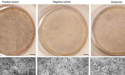 three petri dishes with skin cells above microscopic images of the cells