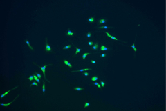 cells stained green and blue