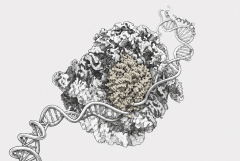 illustration of DNA wrapped around a protein complex