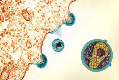 HIV replicating