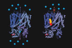 two ribbon structures of an ion channel, opened and closed