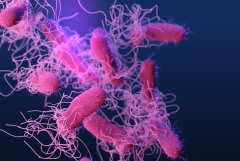 illustration of Salmonella bacteria colored pink