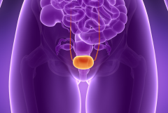 bladder