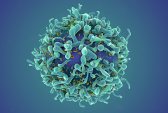 illustration of a T cell