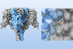 sodium ion channel